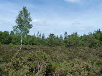 Les landes du mont Pinçon