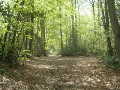 Bois de Saint-Germain le Vasson