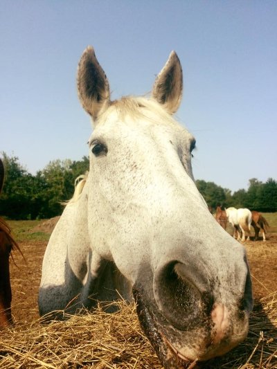 CENTRE EQUESTRE DU MOULIN DE PEGUILHAN