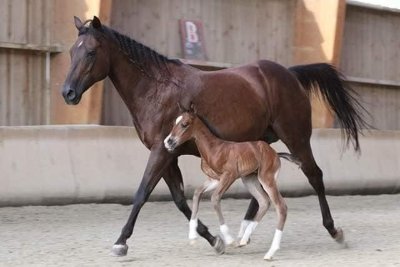 Ecuries de Loubresse