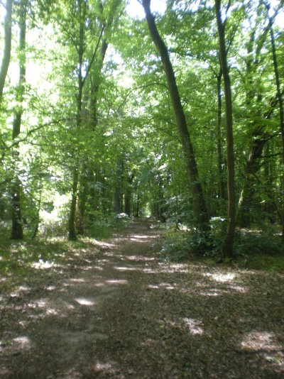 La Forêt de Saint-Louis