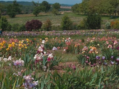 Iriseraie de Papon
