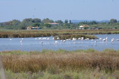 LE SENTIER DU CABANIER - ETANG DE L'OR