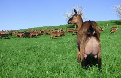 La Ferme des Bacholles