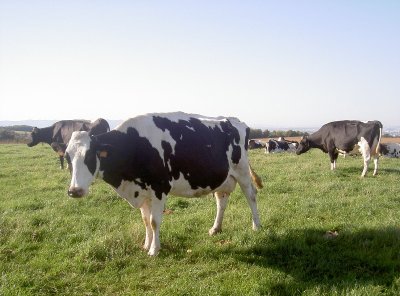 La ferme des Balmes Viennoises