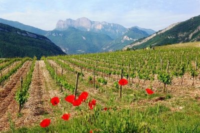 Sur les chemins de la Clairette - Le sentier viticole