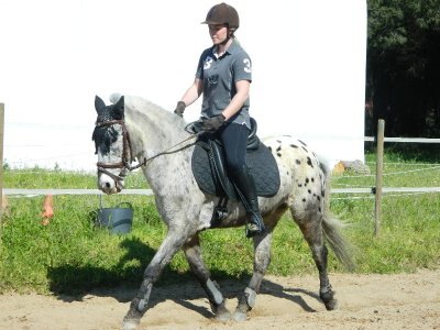 Les Poneys de Sophie