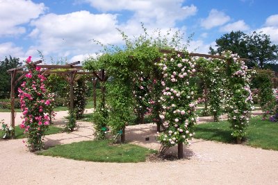La Roseraie de Saint-Galmier