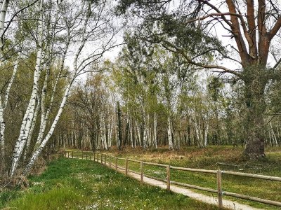 Le sentier des Mares - Le chêne