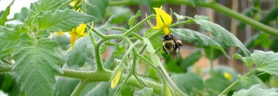 La ferme aux insectes - Savéol