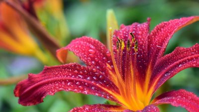 Drachenbronn Birlenbach