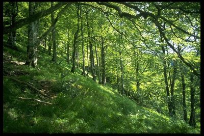 Forêt d'Iraty : panoramas époustouflants