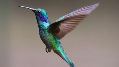 Grand Circuit du Brotsch