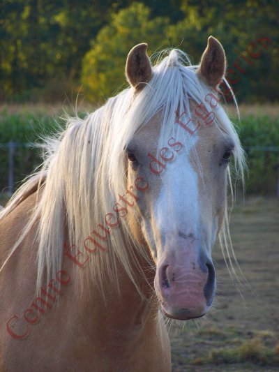 Centre équestre des Égageries