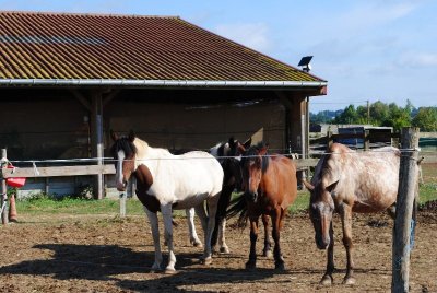 Centre équestre L'Étrier Fontenaisien