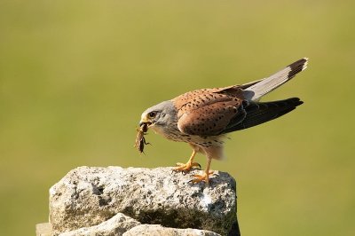 Centre équestre les Écuries Triolaises
