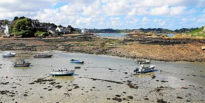 D'estran et d'ailleurs - Algues et autres étrangetés