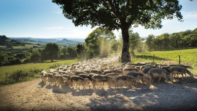 Livret-jeux "Amaury le Chevalier" à Sévérac-le-Château