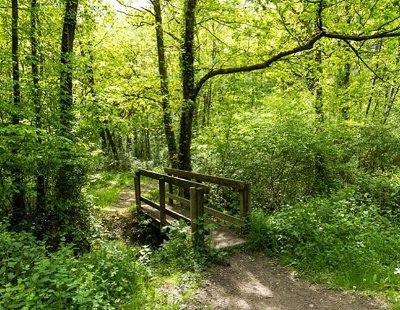 LA FORET DOMANIALE  DE L' HERBERGEMENT