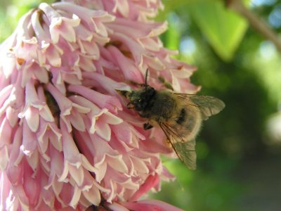 Arboretum le Chemin de la Découverte de Melle