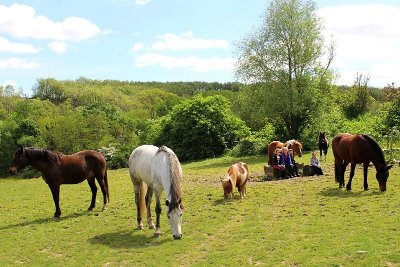 ASSOCIATION CENTRE ÉQUESTRE D'HOUNEDIS