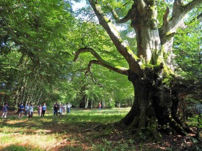 Randonnée pédestre: Oberlarg  le château du Morimont