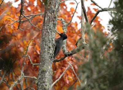 Masquières, à travers la forêt du Verdus