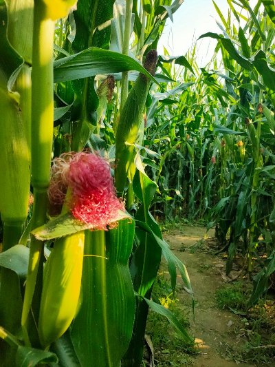 Labygreen - Labyrinthe de maïs