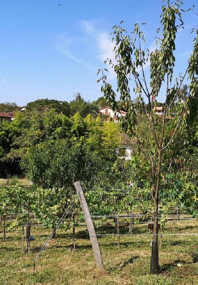 Verger conservatoire de Peyranet