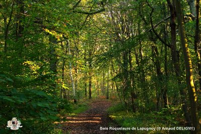 Bois de Roquelaure