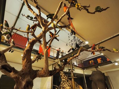 Muséum d'Histoire Naturelle
