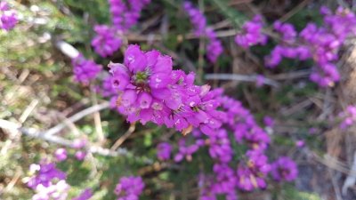 Parc naturel régional des Landes de Gascogne