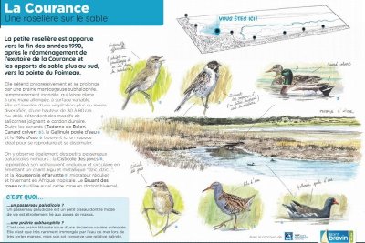 RÉSERVE ORNITHOLOGIQUE DE LA COURANCE