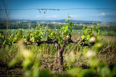 ETANG ASSECHE DE MONTADY