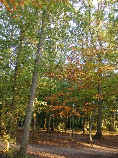Forêt domaniale de Montargis
