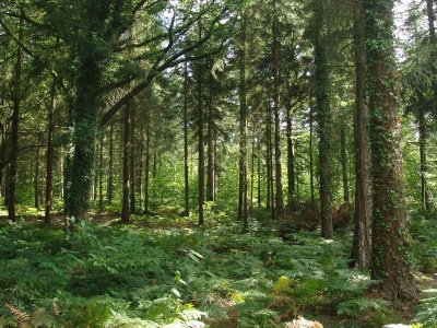 La forêt de Montfort