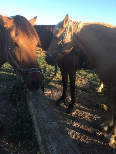 Ferme équestre de Joucas