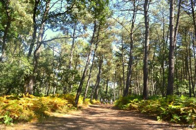 Sentier de randonnée pédestre "Itinéraire d'un briquetier"