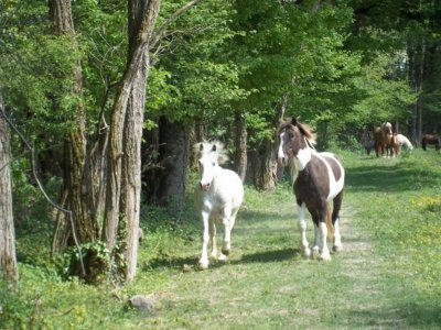 Poney club touvabien