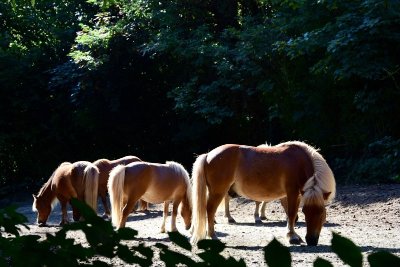 Les Poneys du Val d'Emeraude