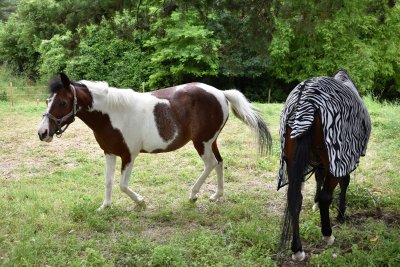 Poney Club  la Salamandre