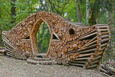 La forêt de la Cantinière