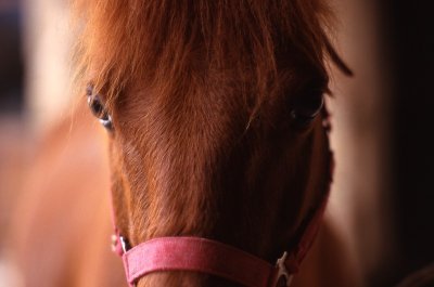Centre équestre la Cavalcade