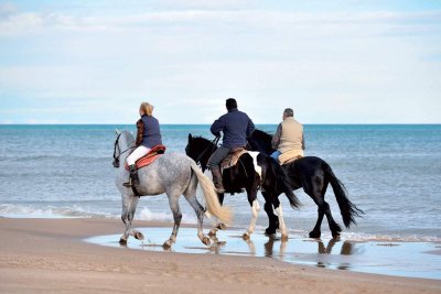 Les Ecuries de l'Eau Blanche - Cavalaire Equitation