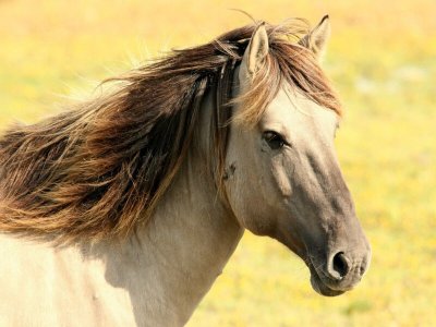 Centre équestre Ecurie des Pictons