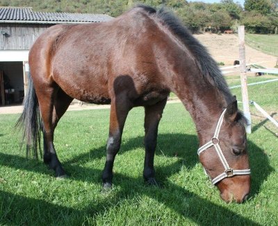 Ecole d'Equitation et Poney Club de la Tourette
