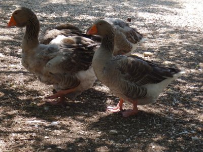 Ferme pédagogique du Parc de Figuerolles