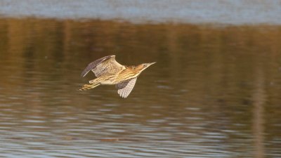 Randoland aux étangs de Hoste