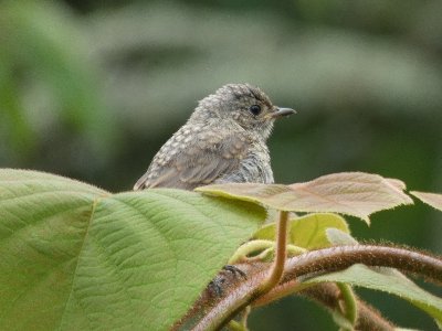 Le Jardin des Murmures