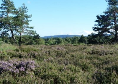 Sentier de découverte aménagé du plateau de la Verrerie